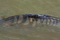 Cjp_2013_06_04_142832.jpg