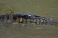 Cjp_2013_06_04_142836.jpg