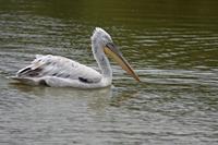 Cjp_2013_06_04_143932.jpg