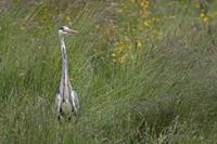 Cjp_2013_06_04_144116.jpg