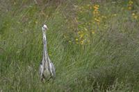 Cjp_2013_06_04_144122.jpg