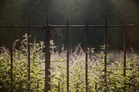Cjp_2013_06_05_053618.jpg