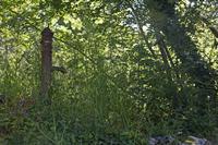 Cjp_2013_06_05_083250.jpg