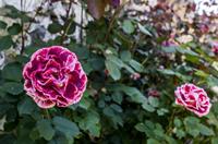 Cjp_2013_06_05_121840.jpg