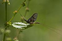 Cjp_2013_06_05_133320.jpg