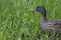 Cjp_2013_06_05_151038.jpg