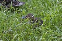 Cjp_2013_06_05_151132.jpg