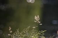 Cjp_2013_06_05_175458.jpg