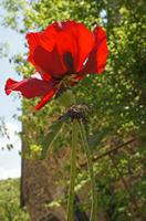 Cjp_2013_06_06_131430.jpg
