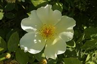Cjp_2013_06_06_131750.jpg