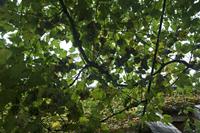 Cjp_2013_09_28_080544.jpg