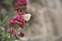 Cjp_2013_10_06_120846.jpg