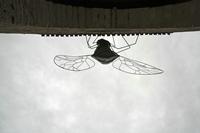 Cjp_2013_10_10_134230.jpg