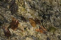 Cjp_2013_11_29_084758.jpg