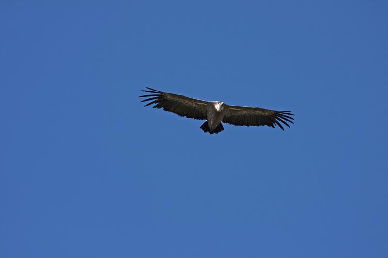 Cjp_2014_10_01_090932.jpg