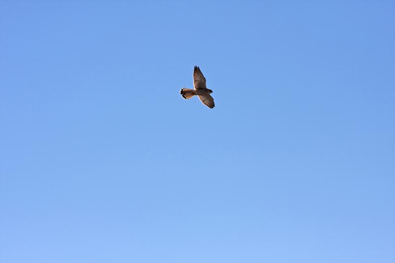 Cjp_2014_10_01_091332.jpg