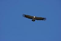 Cjp_2014_10_01_090932.jpg
