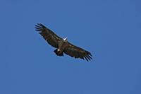 Cjp_2014_10_01_090944.jpg