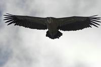 Cjp_2014_10_01_091942.jpg