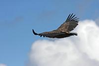 Cjp_2014_10_01_111900.jpg
