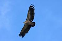 Cjp_2014_10_01_111914.jpg