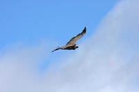 Cjp_2014_10_01_112456.jpg