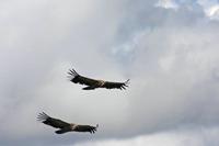 Cjp_2014_10_01_113118.jpg