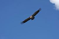 Cjp_2014_10_01_113154.jpg
