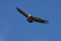 Cjp_2014_10_01_113200.jpg