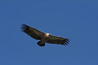 Cjp_2014_10_01_113928.jpg