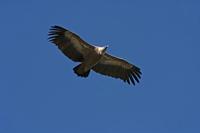 Cjp_2014_10_01_113930.jpg