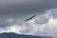 Cjp_2014_10_01_115046.jpg