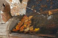 Cjp_2014_10_03_071422.jpg