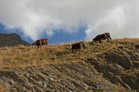 Cjp_2014_10_03_085658.jpg