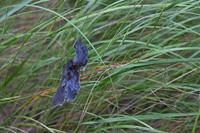 Cjp_2014_10_04_132522.jpg