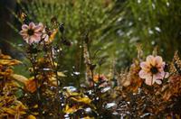 Cjp_2014_10_05_181532.jpg