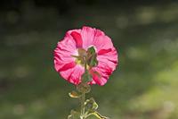 Cjp_2014_10_06_092304.jpg