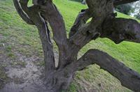 Cjp_2015_04_19_061932.jpg