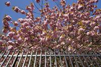 Cjp_2015_04_22_082426.jpg