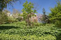 Cjp_2015_04_22_083012.jpg
