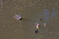 Cjp_2015_04_22_090316.jpg