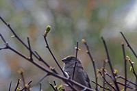 Cjp_2015_04_22_110136.jpg