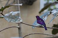 Cjp_2015_04_22_113438.jpg