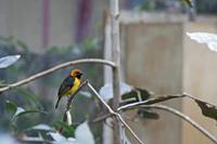 Cjp_2015_04_22_113954.jpg