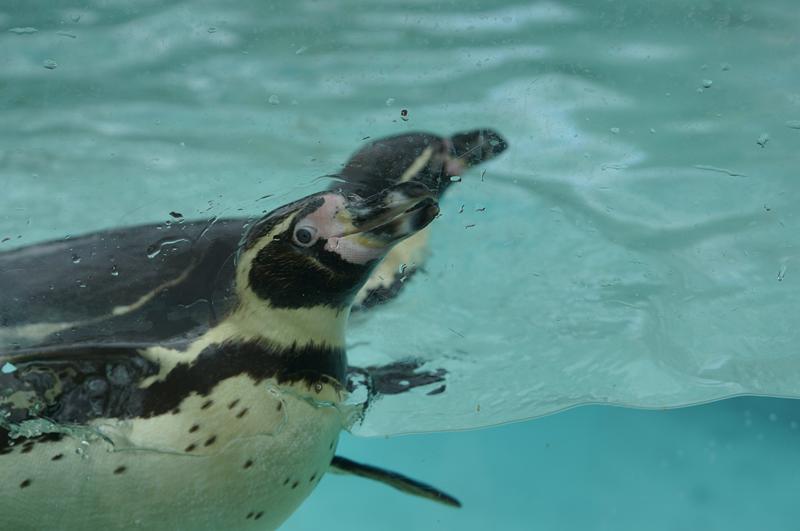 Cjp_2015_04_22_125020.jpg