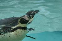 Cjp_2015_04_22_125020.jpg