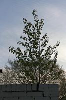 Cjp_2015_04_24_055728.jpg