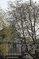 Cjp_2015_04_24_075208.jpg