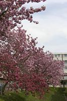 Cjp_2015_04_24_142722.jpg