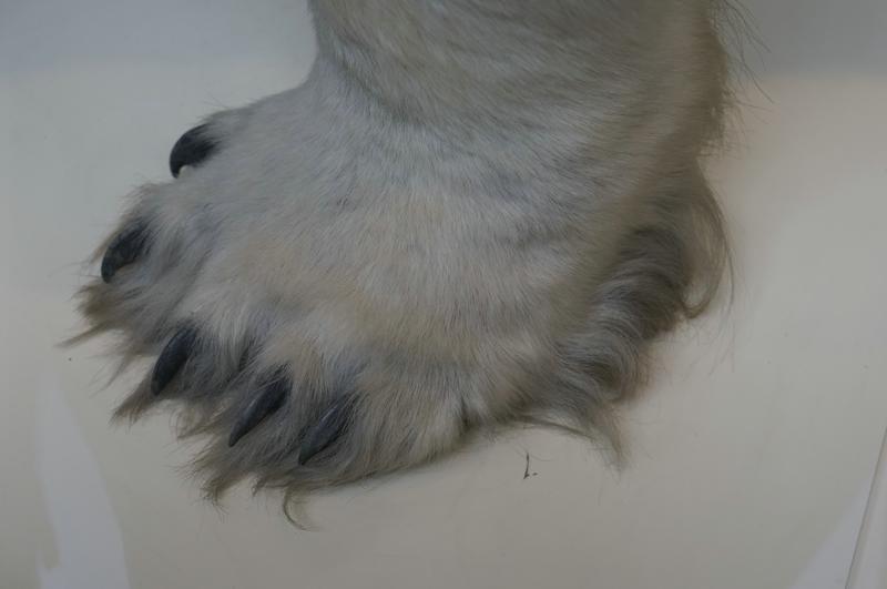 Cjp_2015_04_29_105347.jpg